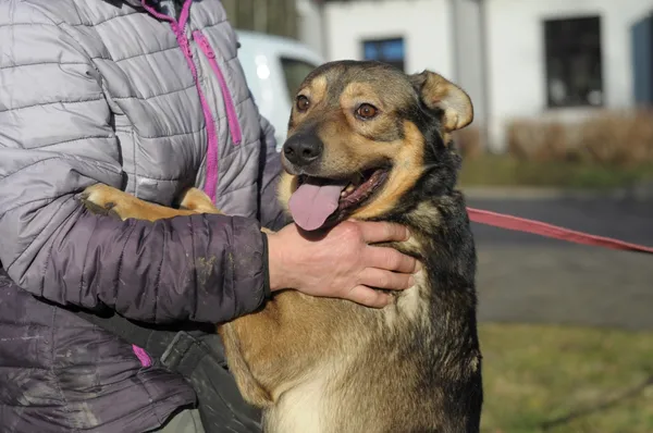 Pies do adopcji, Olsztyn, 5 grudnia 2024 (4/5)