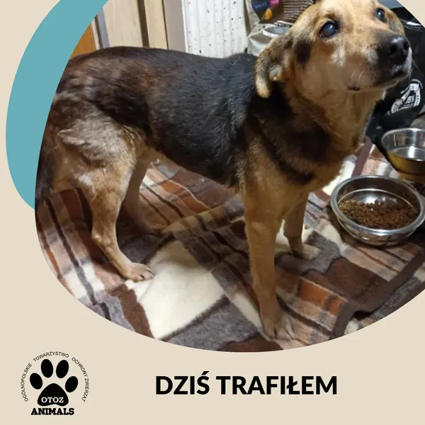 Znaleziono psa, Dąbrówka, 2 stycznia 2025