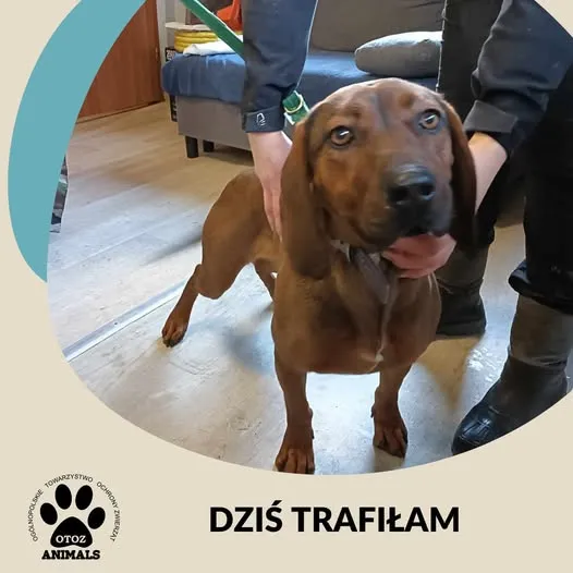 Znaleziono psa, Dąbrówka, 2 stycznia 2025 (1/2)