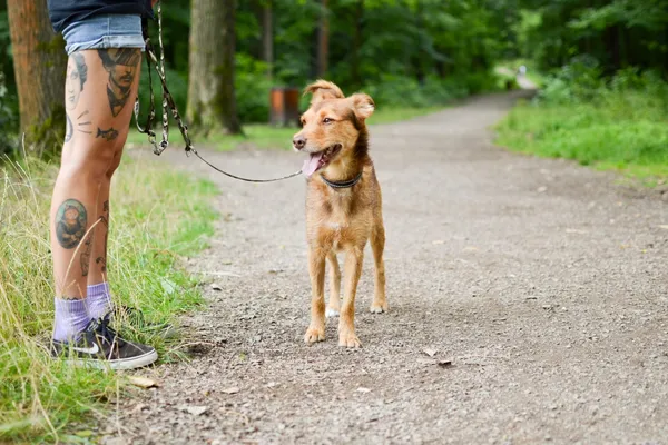 Znaleziono psa, Sosnowiec, 1 stycznia 2025 (2/5)