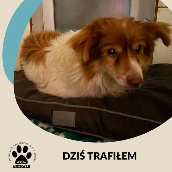 Znaleziono psa, Dąbrówka, 29 grudnia 2024