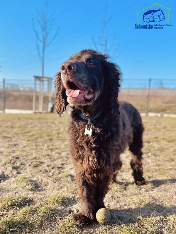 Znaleziono psa, Szczecin, 29 grudnia 2024 (1/3)