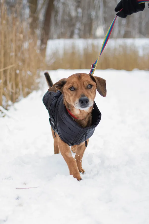 Znaleziono psa, Sosnowiec, 26 grudnia 2024 (3/5)