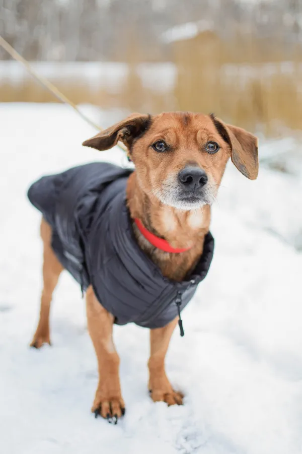 Znaleziono psa, Sosnowiec, 26 grudnia 2024 (5/5)