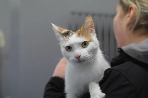 Znaleziono kota, Olsztyn, 9 lutego 2026 (1/2)