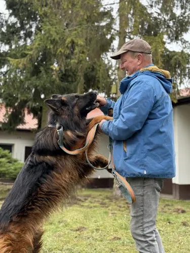 Pies do adopcji, Kraków, 20 grudnia 2024 (1/5)
