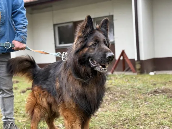 Pies do adopcji, Kraków, 20 grudnia 2024 (2/5)