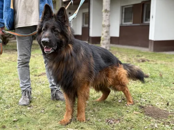 Pies do adopcji, Kraków, 20 grudnia 2024 (4/5)