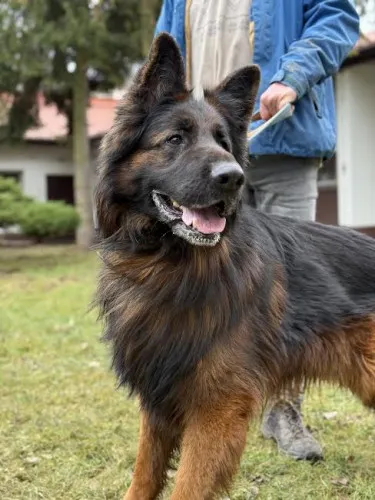 Pies do adopcji, Kraków, 20 grudnia 2024 (5/5)