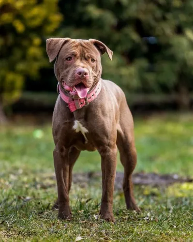 Pies do adopcji, Kraków, 20 grudnia 2024 (2/5)