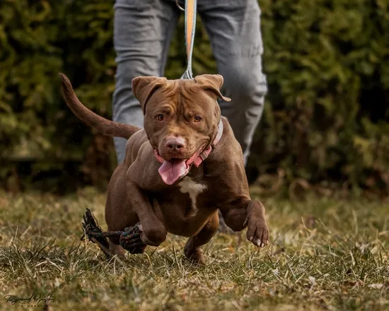 Pies do adopcji, Kraków, 20 grudnia 2024 (5/5)