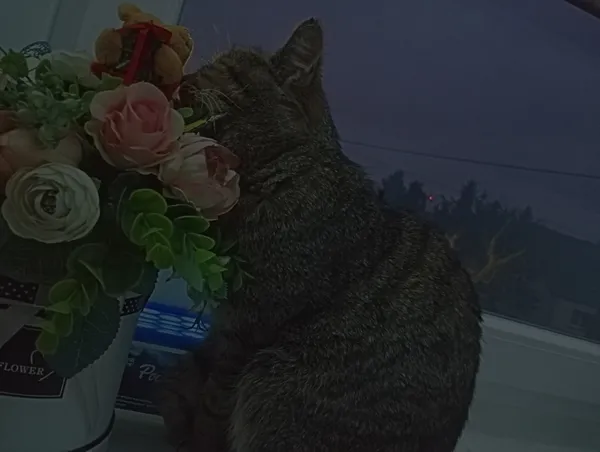 Zaginął kot, Kowalew, 5 stycznia 2025 (1/4)