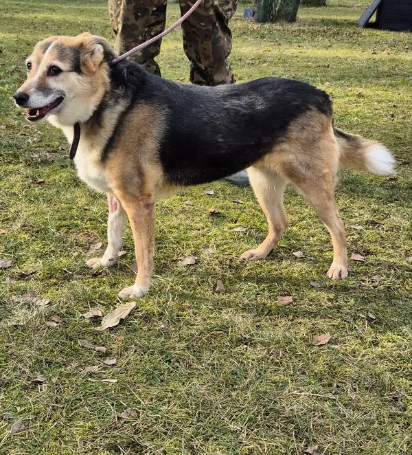 Znaleziono psa, Lublin, 3 stycznia 2025