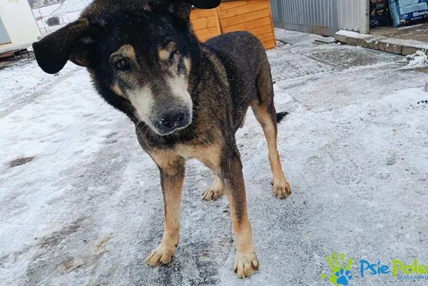 Znaleziono psa, Racławice, 2 stycznia 2025 (1/5)