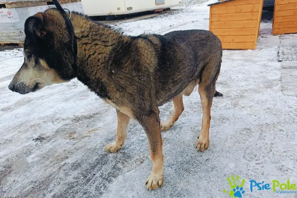 Znaleziono psa, Racławice, 2 stycznia 2025 (3/5)