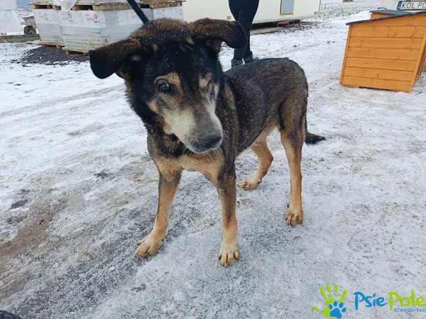 Znaleziono psa, Racławice, 2 stycznia 2025 (5/5)