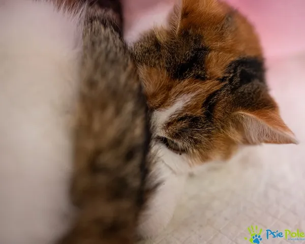 Znaleziono kota, Racławice, 30 grudnia 2024 (1/5)