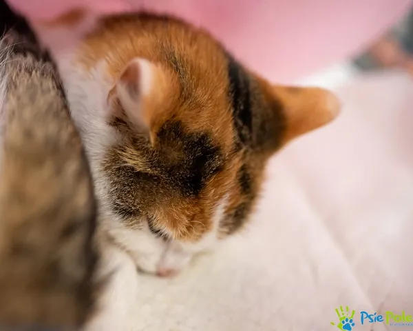 Znaleziono kota, Racławice, 30 grudnia 2024 (2/5)