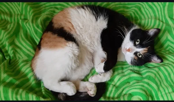 Zaginął kot, Rzeszów, Nowe Miasto, 5 stycznia 2025 (3/3)