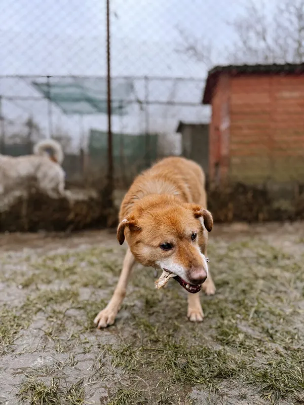 Pies do adopcji, Korabiewice, 4 stycznia 2025 (4/5)