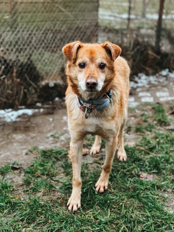 Pies do adopcji, Korabiewice, 4 stycznia 2025 (5/5)