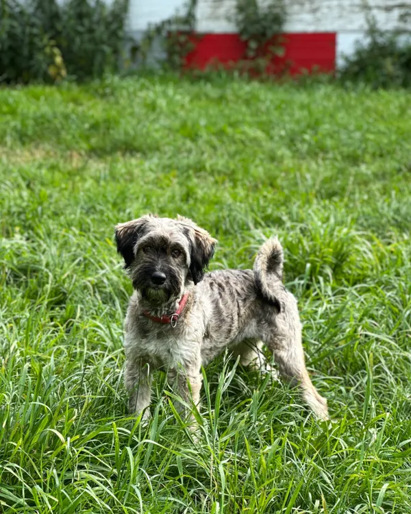 Pies do adopcji, Korabiewice, 4 stycznia 2025 (1/5)