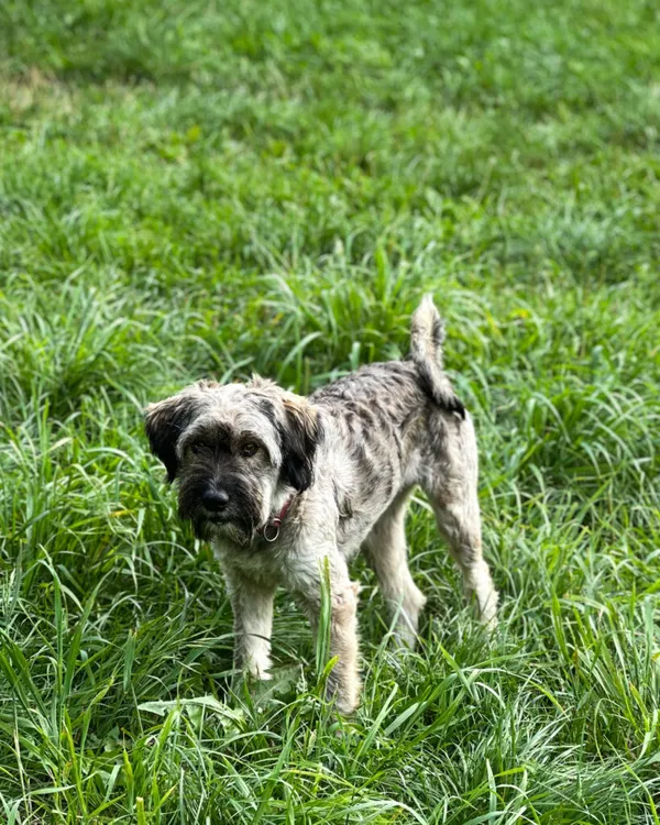 Pies do adopcji, Korabiewice, 4 stycznia 2025 (2/5)