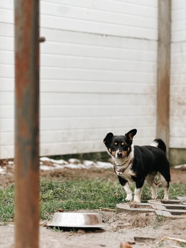 Pies do adopcji, Korabiewice, 4 stycznia 2025 (1/5)