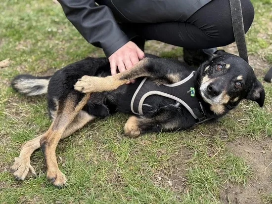 Pies do adopcji, Kraków, 21 grudnia 2024 (1/5)