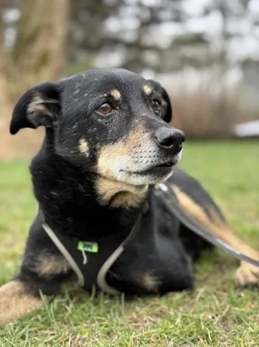 Pies do adopcji, Kraków, 21 grudnia 2024 (2/5)