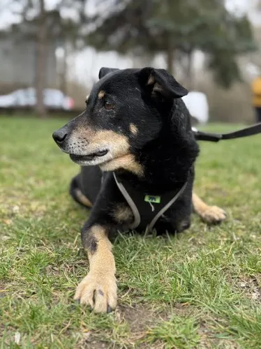 Pies do adopcji, Kraków, 21 grudnia 2024 (5/5)