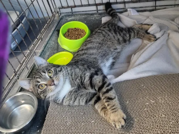 Znaleziono kota, Sosnowiec, 31 grudnia 2024 (2/2)