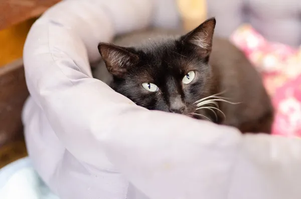 Oddam kota, Elbląg, Ogrody, 6 stycznia 2025