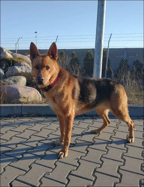 Znaleziono psa, Grudziądz, 30 grudnia 2022