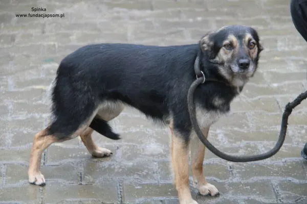 Pies do adopcji, Nowy Dwór Mazowiecki, 6 stycznia 2025 (2/4)