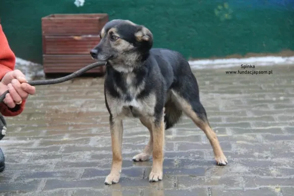 Pies do adopcji, Nowy Dwór Mazowiecki, 6 stycznia 2025 (3/4)
