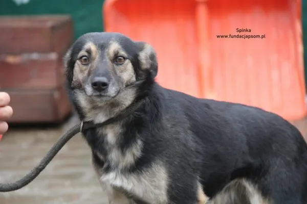 Pies do adopcji, Nowy Dwór Mazowiecki, 6 stycznia 2025 (4/4)