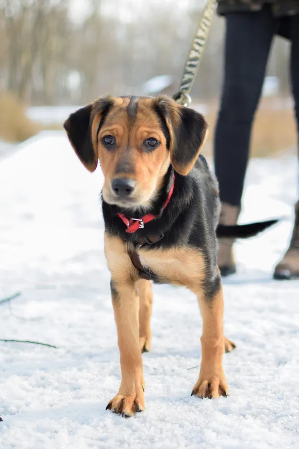 Znaleziono psa, Sosnowiec, 4 stycznia 2025 (1/4)