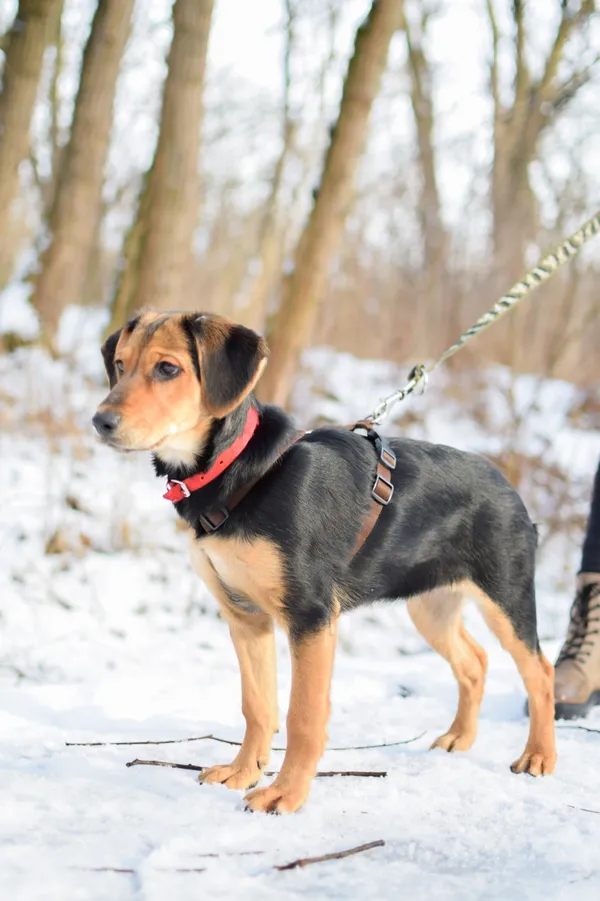 Znaleziono psa, Sosnowiec, 4 stycznia 2025 (3/4)