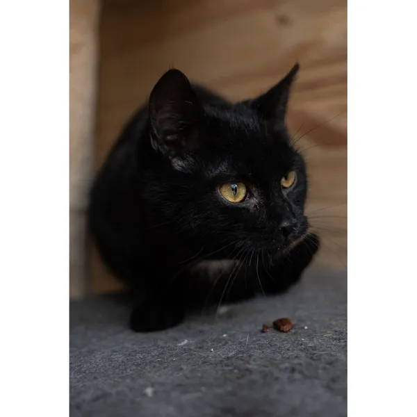 Znaleziono kota, Białystok, 5 stycznia 2025 (2/4)