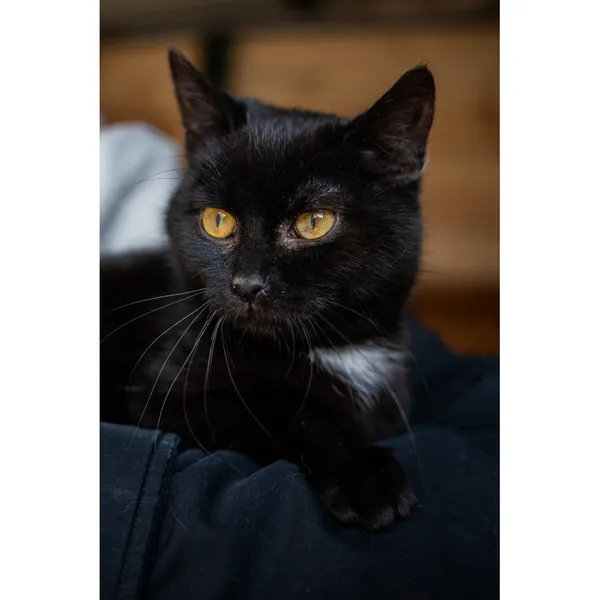 Znaleziono kota, Białystok, 5 stycznia 2025 (3/4)