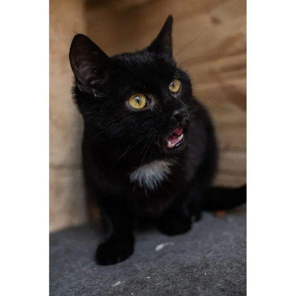 Znaleziono kota, Białystok, 5 stycznia 2025 (4/4)