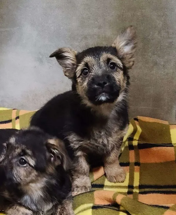 Pies do adopcji, Włocławek, 6 stycznia 2025