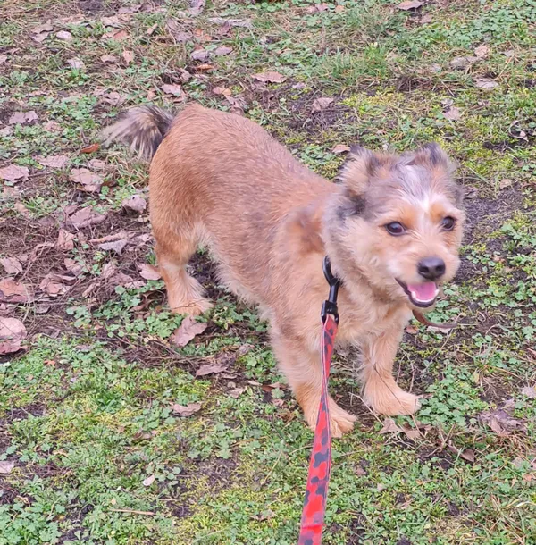 Pies do adopcji, Włocławek, 5 stycznia 2025 (1/5)