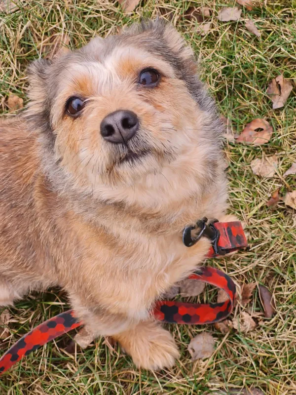 Pies do adopcji, Włocławek, 5 stycznia 2025 (3/5)