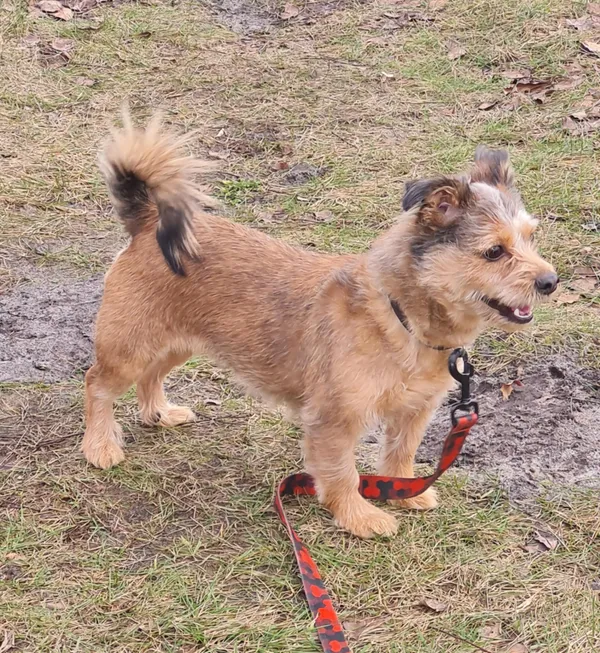 Pies do adopcji, Włocławek, 5 stycznia 2025 (4/5)