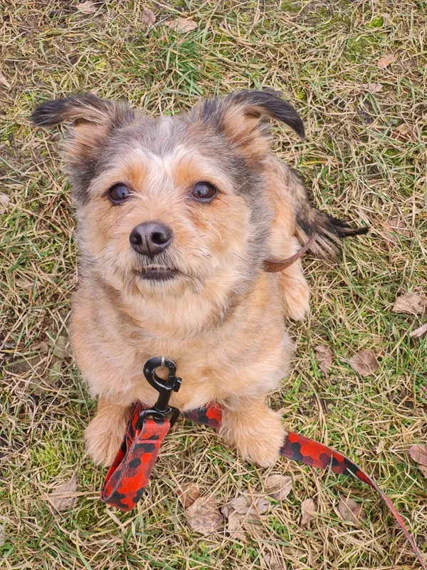 Pies do adopcji, Włocławek, 5 stycznia 2025 (5/5)