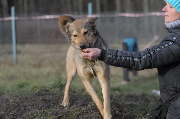 Pies do adopcji, Olsztyn, 16 grudnia 2024 (1/5)