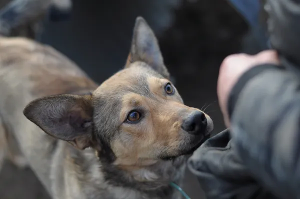 Pies do adopcji, Olsztyn, 16 grudnia 2024 (3/5)