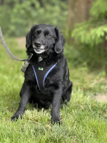 Pies do adopcji, Kraków, 24 grudnia 2024 (1/5)